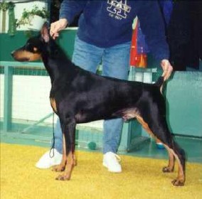 Ch.Royolyn Winds Of War (Leo)